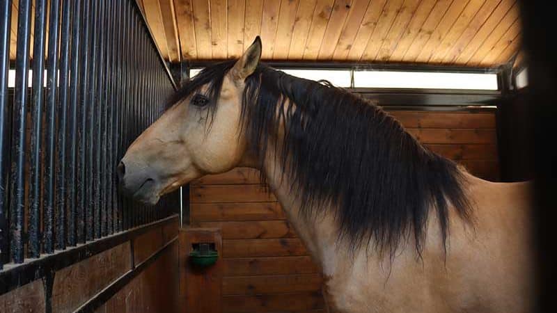 Un cheval espagnol isabelle dans un 