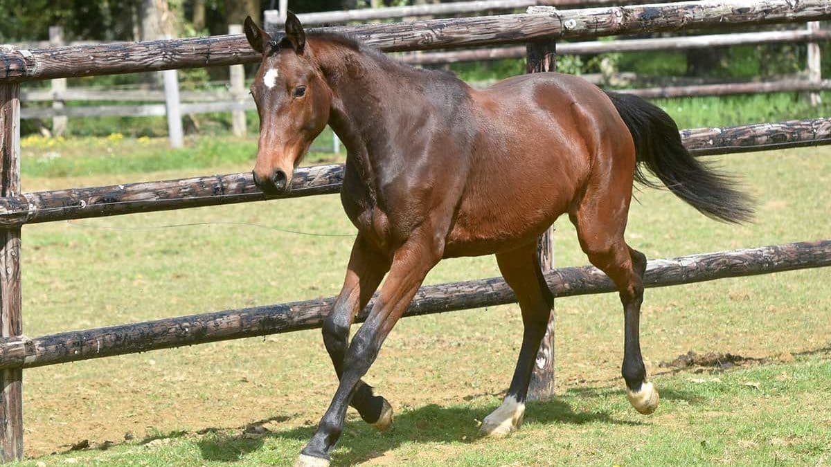 Jeune cheval bai trotte dans un pré