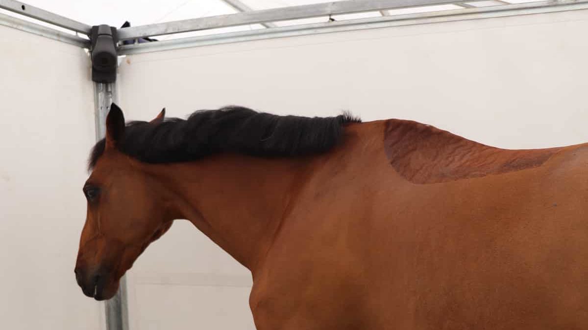 Un cheval de sport bai dans un box démontable. Une caméra Coho est dans le coin en haut du box.