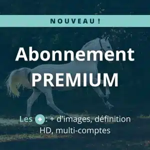 camera 4g pour chevaux cheval coho abonnement premium